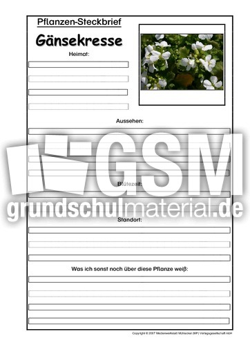 Pflanzensteckbrief-Gänsekresse.pdf